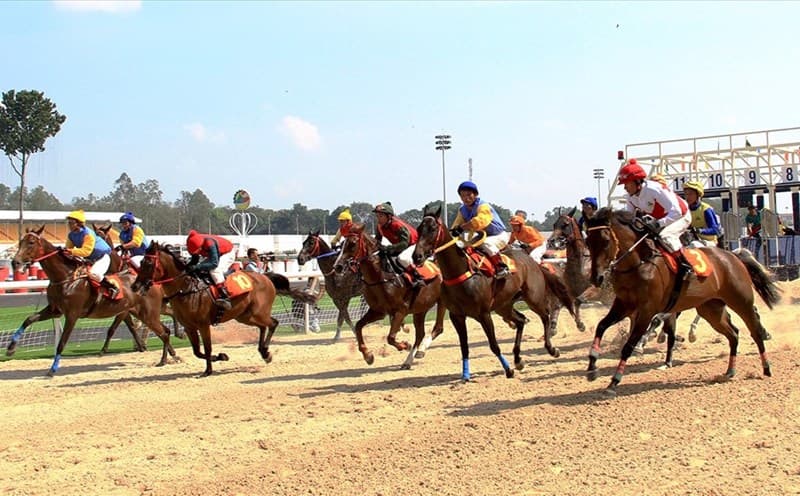 Tỷ lệ cá cược bộ môn đua ngựa phổ biến